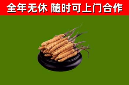 翼城县回收散虫草