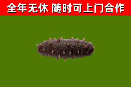 翼城县回收海参干